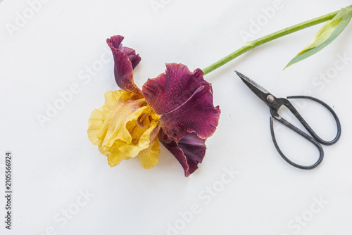 Yellow and burgundy iris flower next to vintage metal scissors on a clean white surface with copy space LLP