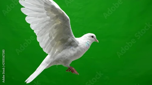 White dove bird flying gracefully with slow motion wing beats against a bright green screen for chroma key background replacement