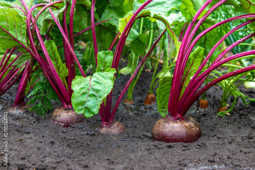 фотографія Beets, carrots and onions are growing. Selective focus.