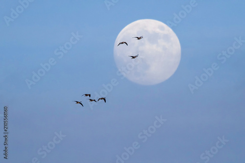 Birds flying over the moon 
