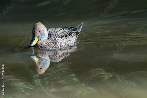 Photos Yellow-Billed Teal Duck with Water Reflection