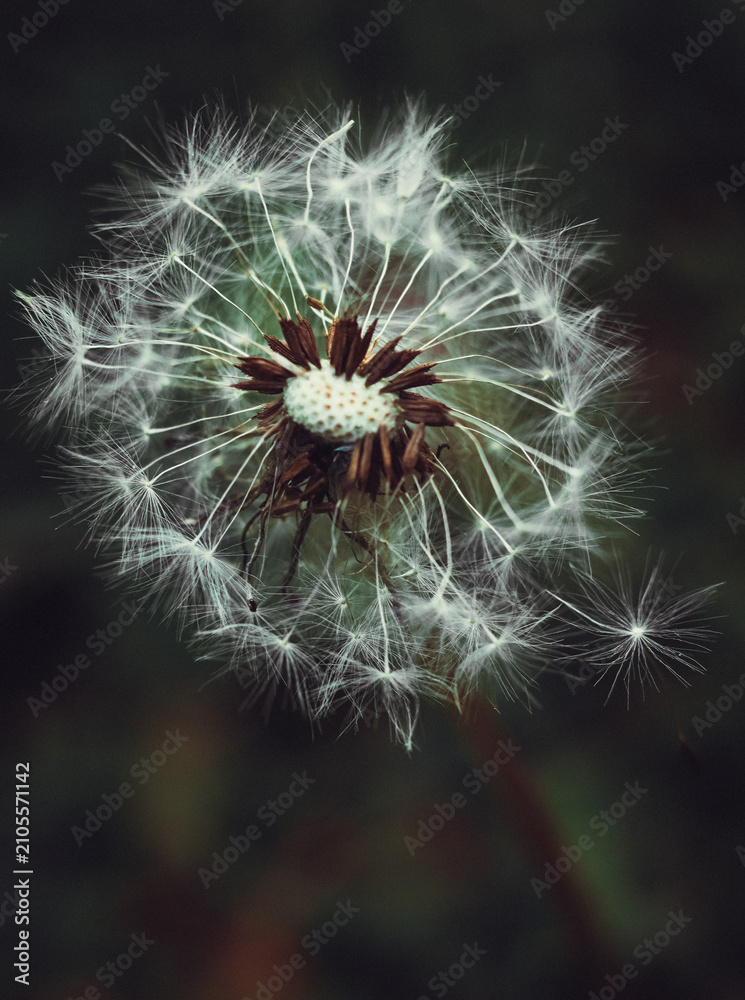 Fototapeta premium A close-up of a dandelion seed head, with delicate white seeds ready to fly away in the breeze. The background is softly blurred, highlighting the intricate detail of the flower