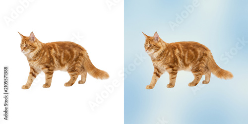 Schilderij op canvas Fluffy ginger American shorthair cat walking in natural daylight with light fur