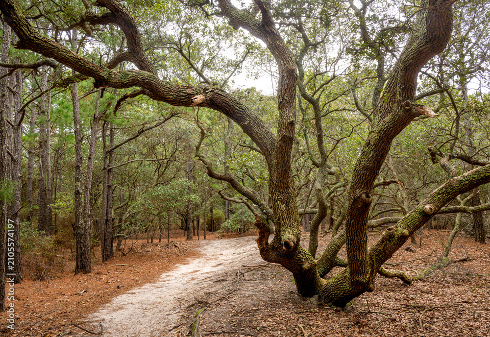 Obraz premium Live oak dominates the landscape 