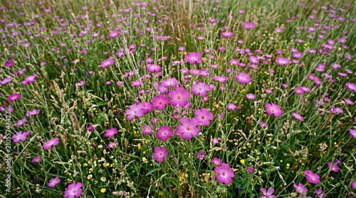 Vibrant purple wildflowers blooming in a lush green meadow captured during a bright summer day