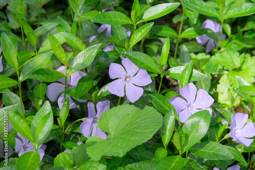 Vinca blue flowers on a green meadow. Vinca is blooming in spring. Blue flowers in garden in sunny day.