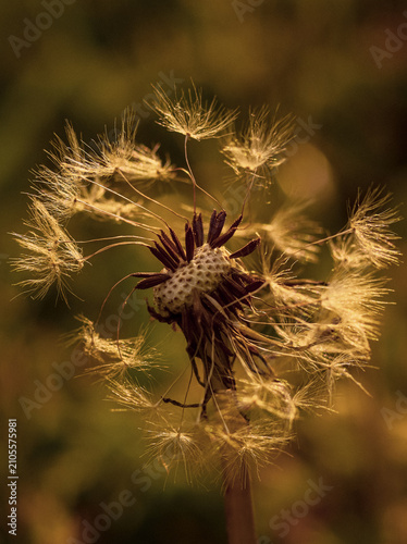 Foto A delicate dandelion seed head captured in close-up, with many of its seeds caug