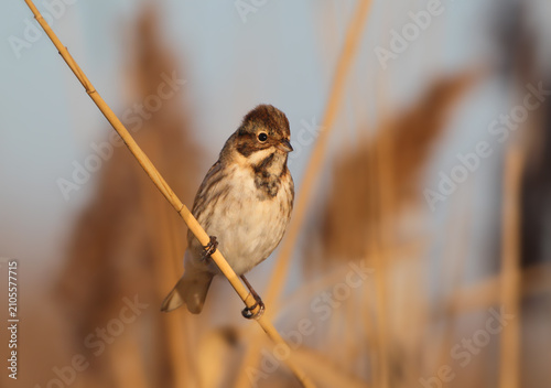 Εκτύπωση καμβά A Common Reed Bunting [Emberiza schoeniclus] clinging to a dry, fluffy reed panicle against a soft background