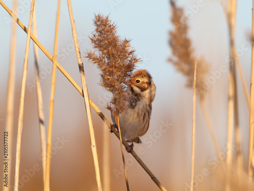 Foto A Common Reed Bunting [Emberiza schoeniclus] clinging to a dry, fluffy reed panicle against a soft background