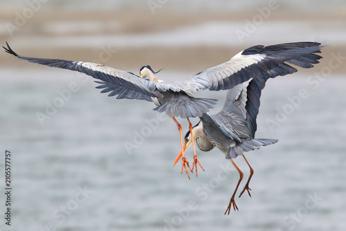 Bild auf Leinwand Two Grey Herons [Ardea cinerea] in flight over shallow coastal waters, one landing with wings spread while the other glides nearby