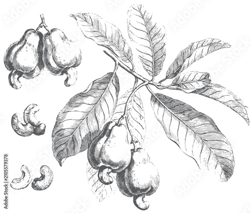 Foto Antique botanical engraving of carambola fruit collection with leafy branch, who