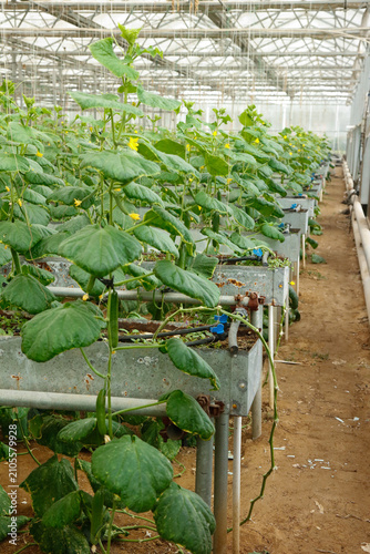 Cucumber Plants Growing in Commercial Greenhouse with Hydroponic System