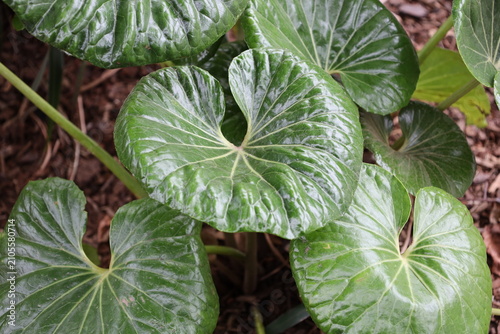 Bild auf Leinwand large glossy kidney-shaped leaves of Giant Leopard Plant (Farfugium-japonicum-Gi