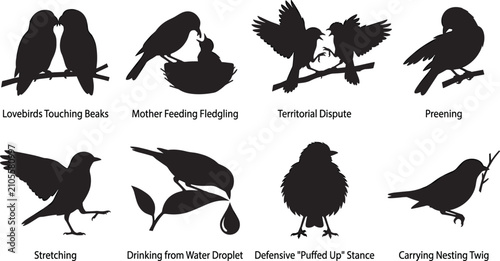 Fotografi Bird behavior vector silhouette icons set featuring various natural avian poses