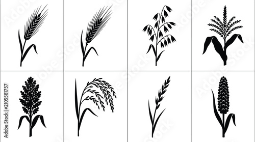 Fotografie Cereal grains and agricultural crops black silhouettes set featuring wheat barle