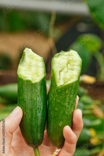 Fresh Small Thornless Cucumbers from Shandong Fields - Green Vegetables with Water Droplets