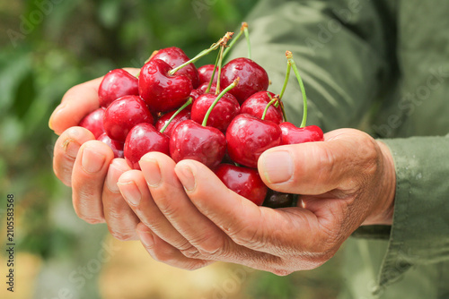 Fresh Red Cherries from Yantai Shandong China Held in Hands - Premium Organic Fruit Harvest