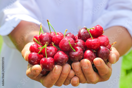 Foto Fresh Red Cherries from Shandong Held in Hands - Beautiful Summer Fruit Harvest