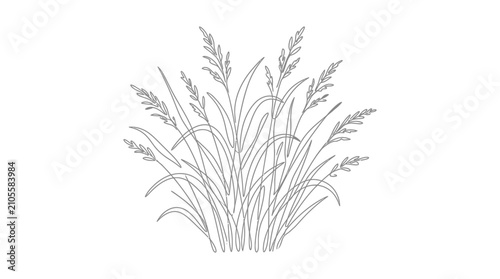 Hand drawn sketch of a decorative ornamental grass plant.