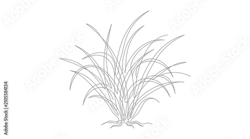 A detailed line art illustration of a grassy plant with roots.