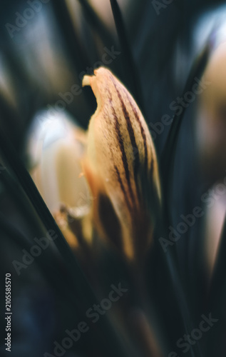 A delicate yellow crocus bud, veiled in shadow, prepares to unfurl its petals in the soft morning light