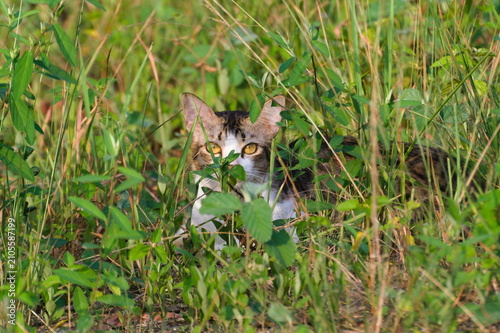 Canvas Print Domestic cat hiding among wild grass with intense eye contact