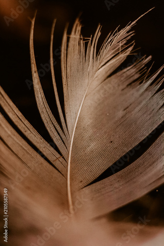 A delicate feather with intricate detail, bathed in soft, warm light, creating a sense of fragility and beauty