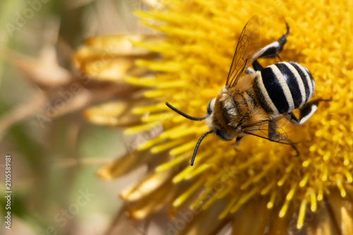 Fotografía A blue-banded bee gathering nectar on a bright yellow flower.