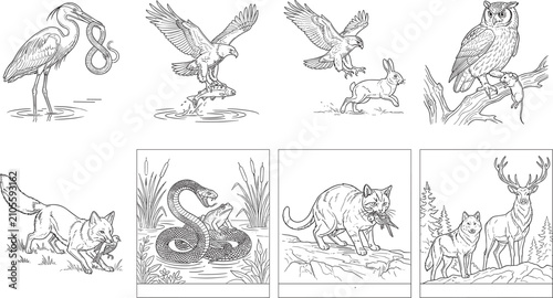 Photography Collection of black and white line art vector illustrations depicting wild animals and birds of prey hunting in nature