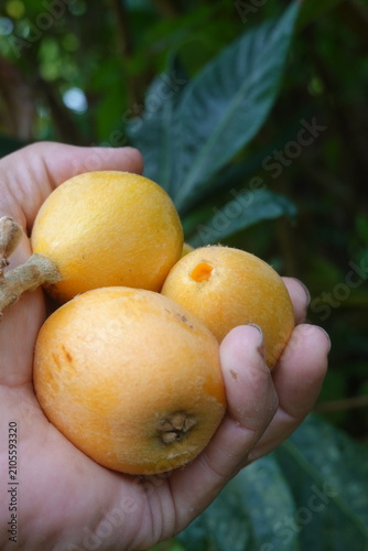 Картината върху платно Hand holding fresh loquat fruits, symbolizing natural harvest, healthy eating, a