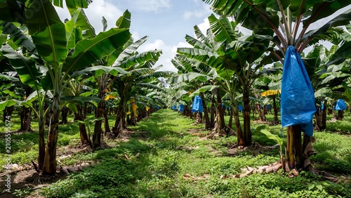 Lush banana plantation rows with protective covers on trees under clear blue sky