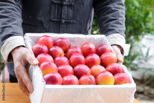 Foto Fresh Red Plums in White Crate - Premium Imported Produce Display