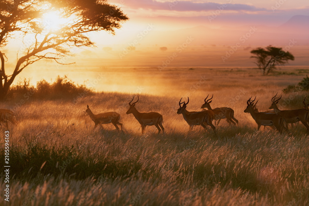 Obraz premium Herd of deer running across a golden meadow at sunrise with warm morning mist, peaceful wildlife landscape ideal for nature, safari and conservation themes.