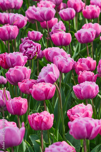 Vibrant Pink Double Tulips in Full Bloom with Lush Green Foliage in Spring Garden