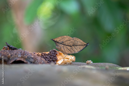 Bild auf Leinwand Orange oakleaf, Indian oakleaf or dead leaf, is a nymphalid butterfly suck on Sweet juice from ripe fruit at Pang Sida National Park, Sa Kaeo Province, Thailand
