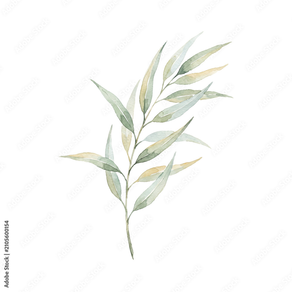 Fototapeta premium watercolor eucalyptus