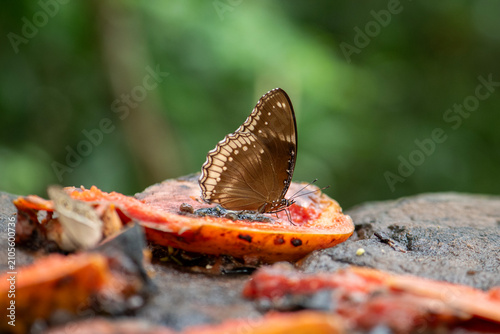 Fotografie The great eggfly (Hypolimnas bolina) also known as common eggfly or blue moon butterfly suck on Sweet juice from ripe fruit at Pang Sida National Park, Sa Kaeo Province, Thailand