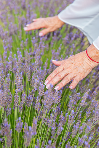 Close-up of an elderly woman's hands gently touching blooming lavender flowers in a fragrant field. Harmony with nature, care for ecology and the environment. Healthy, beautiful aging