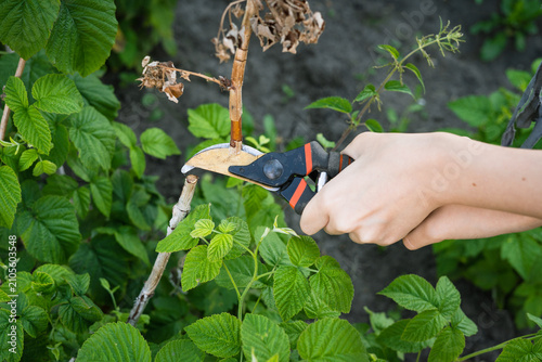 Hand holding pruning shears while trimming dead raspberry cane  