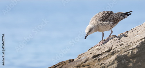 Yellow-legged gull, Larus michahellis juvenile, birds of Montenegro