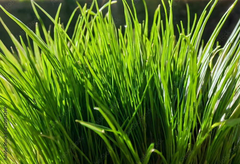 Naklejka premium Fresh green grass blades illuminated by sunlight, growth, nature, and environmental concepts