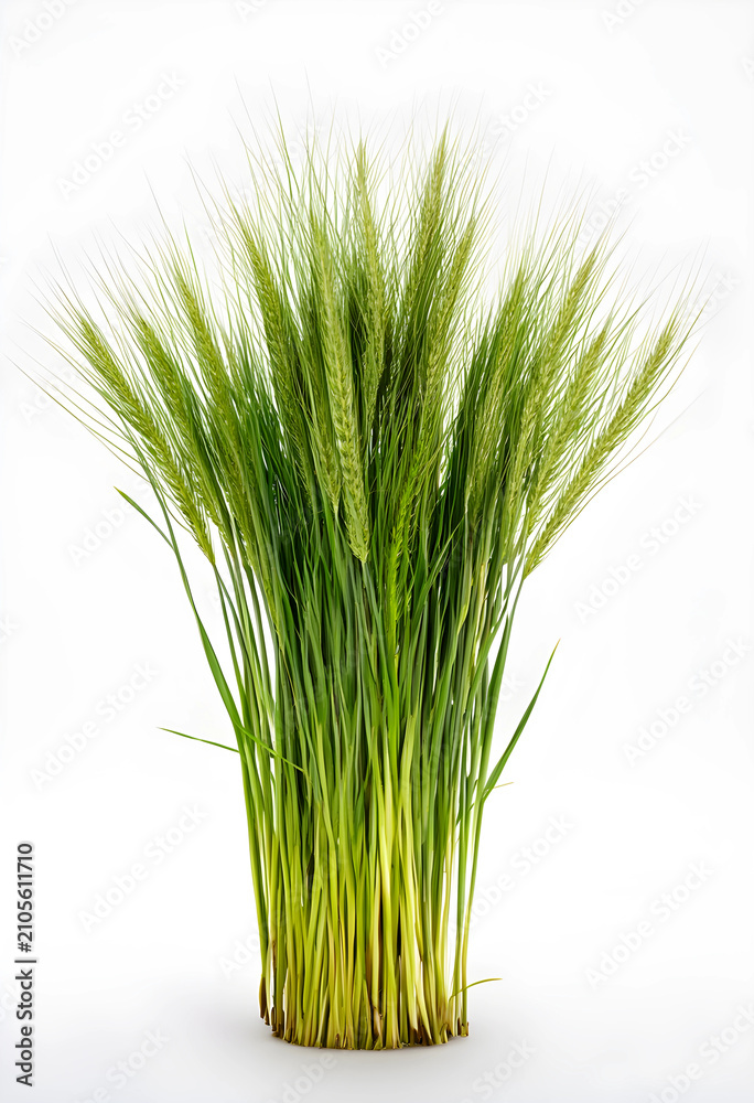 Obraz premium Fresh green wheat grass with developing seed heads, agriculture and healthy eating concept, isolated on a white background