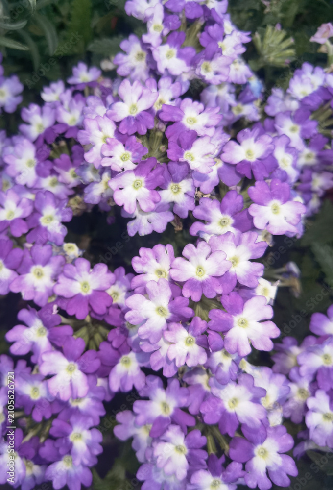 Fototapeta premium Cluster of Purple Flowers in Bloom
