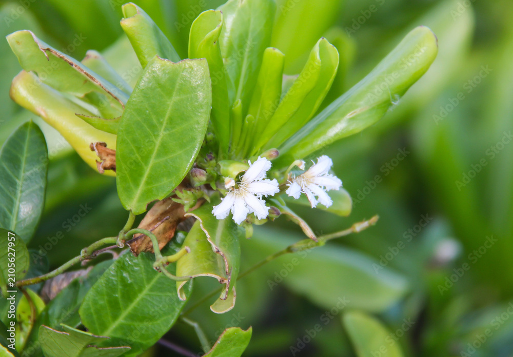 Naklejka premium Green Foliage with Small White Flowers