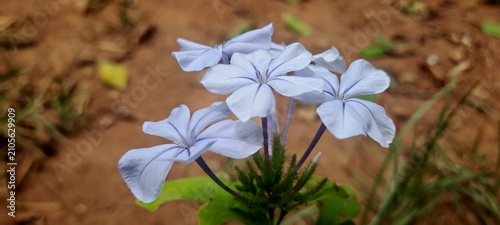 Foto Plumbago auriculata blue flower blooming in garden