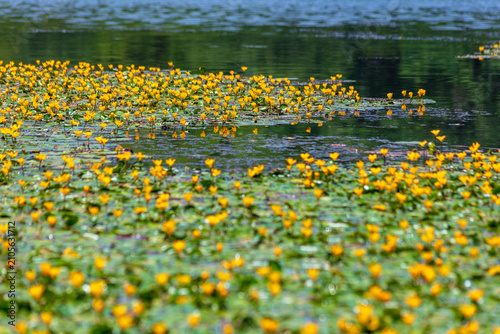 Quadro su tela Yellow Wildflowers Blooming Across a Calm Lake Surface