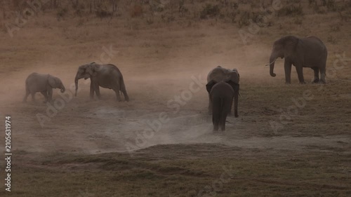 african elephants at dusk,, Zambezi National Park, Zimbabwe,Africa