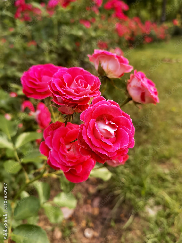 Fototapeta premium Bright Pink Roses Blooming in a Garden