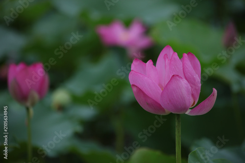 Pink Lotus Flowers Blooming in a Green Pond