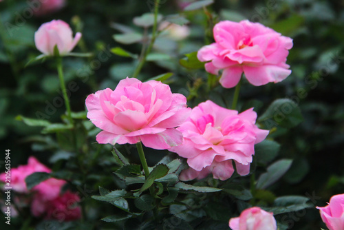 Pink Roses Blooming in Garden